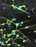 Cells